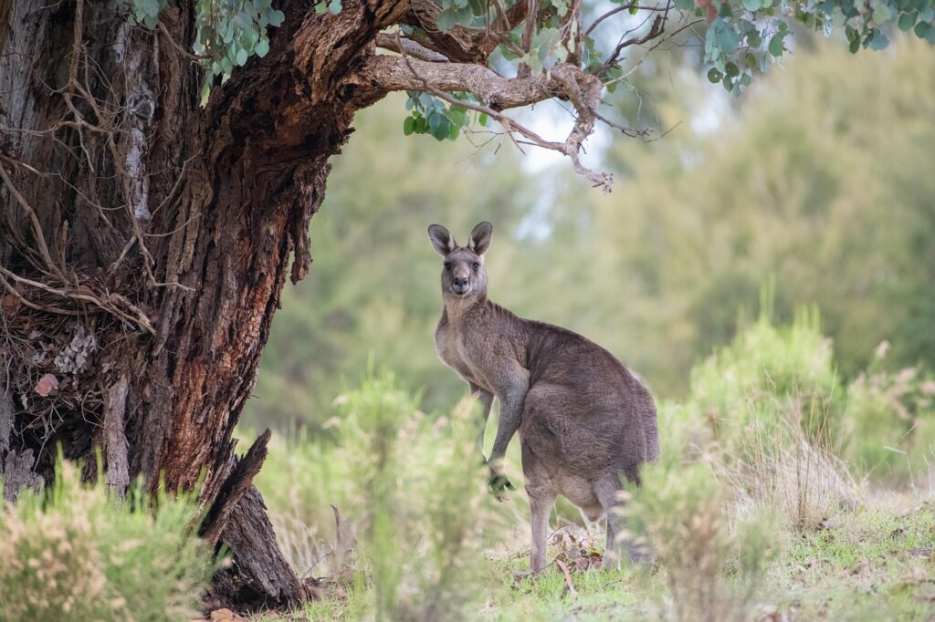 kangaroo, eastern grey kangaroo, animal, macropus giganteus, nature, marsupial, macropod, mammal, herbivore, wildlife, wild, fauna, wildlife photography-6396706.jpg